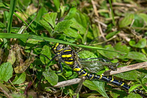 Neu Geboren