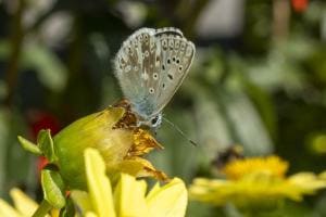 Schmetterling im Frühling Schmetterling im Frühling