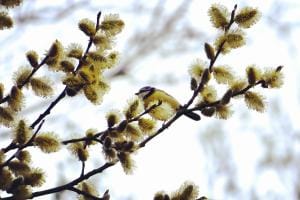 Frühling