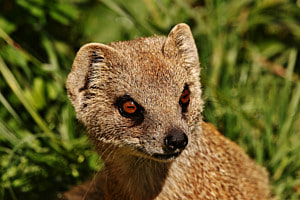 Fuchsmangustenblick Fuchsmangustenblick