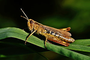 Grashüpfer