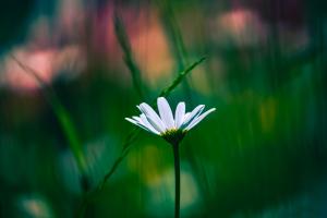 daisy