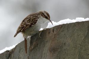 Baumläufer im Schnee Baumläufer im Schnee