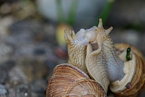 Liebesakt