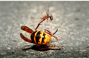 David und Goliath