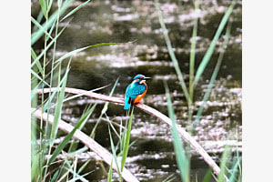 Eisvogel 