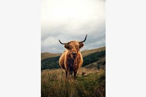 Highland Coo Highland Coo