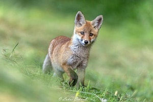 Junger Fuchs
