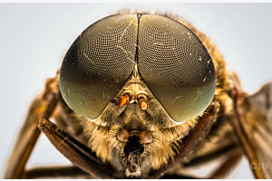 Dead fly
