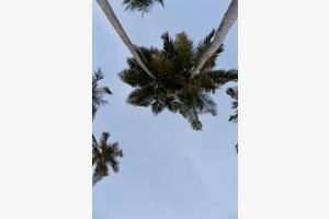 Unter Palmen Unter Palmen