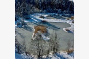 Vereister Teich mitten im Wald