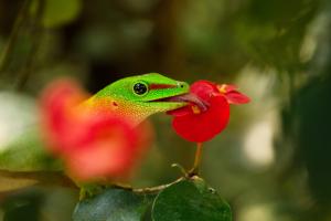 Madagasischer Taggecko Madagasischer Taggecko