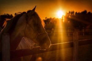 Pferd im Sonnenuntergang Pferd im Sonnenuntergang