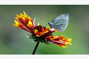 Schmetterling II