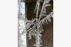 Spinne am Wintermorgen vertreibt Kummer und Sorgen