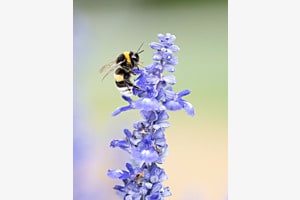 Besuch auf der Lavendelblüte