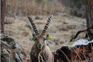 Steinbock