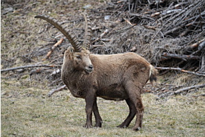 Steinbock-Promenade
