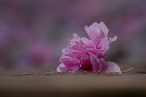 Kirschblüte