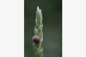 Haarschnecke Haarschnecke
