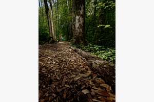Waldspaziergang