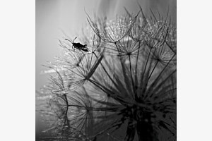 Kleine Welt