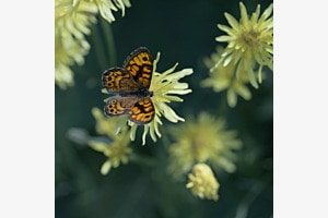 Schmetterling Schmetterling