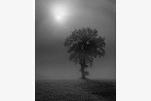 Solitär im Nebel