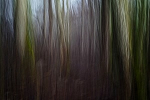 Magic forest