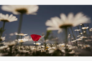 Memories of summer