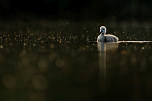 Junger Schwan