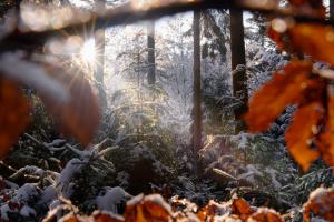 Im Wald