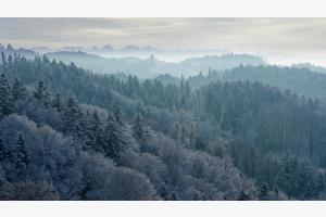 Winter dream