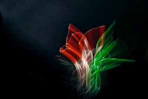 Space flowers (Studio ICM)