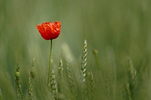 Allein im Weizenfeld