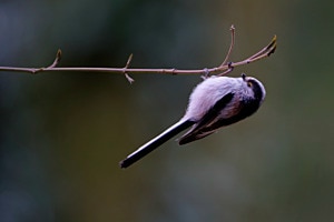 Schwanzmeise-1