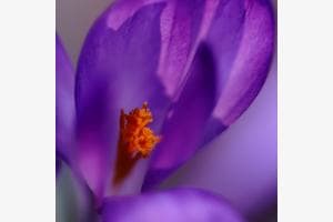 Krokus Krokus