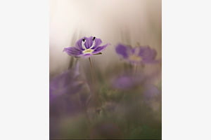 Versteckt im Gras
