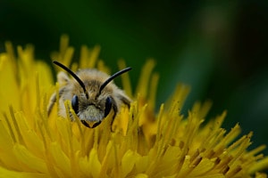 Wildbiene im Glück