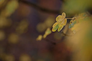 Herbstfarben