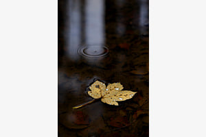 Herbststimmung