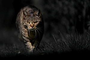 Out of the dark