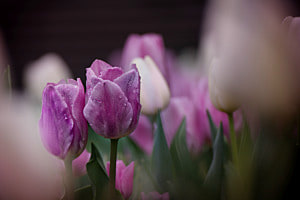Tulpenpaar