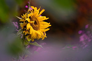 Sonnenblumenkranz