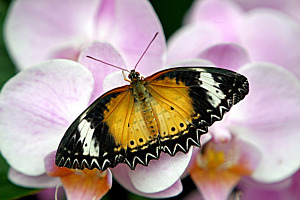 Orange Schmetterling