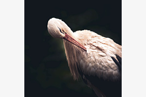 Adebar