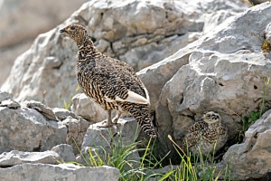 Alpenschneehühner