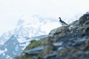 Alpenschneehuhn
