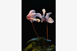 Alpenveilchen (Cyclamen)