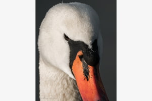 Angry Bird